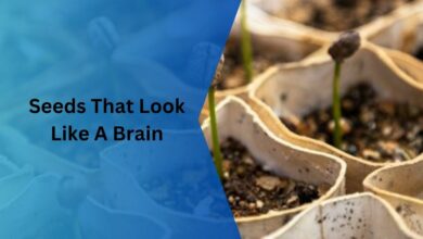 Seeds That Look Like A Brain – Click To Gain Knowledge!