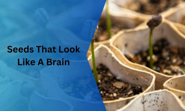 Seeds That Look Like A Brain – Click To Gain Knowledge!